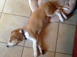 Baboo - The professional sleeper...