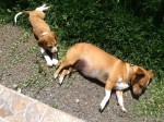 Baboo the puppy with Lola
