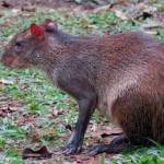 An Aguti in the gardens next to the farm ... looks a lot like Lola :-)