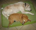 Sal's last day & Lola taking care of him.