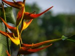 Heliconia