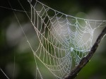 Web in the early morning