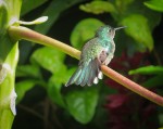 Humming Bird