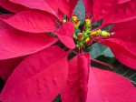 Poinsettia
