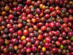 Coffee cherries from the farm