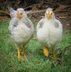 A couple of chicks :-)