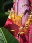 Banana Flower