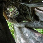 Strangler fig in the botanical gardens next door.