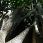 Strangler fig in the botanical gardens next door.