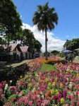 Flower expo Boquete Panama