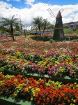 Flower expo Boquete Panama