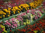 Flower expo Boquete Panama