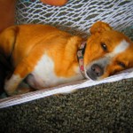 Lola sleeping in the hammock