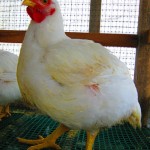 The first chicken...
