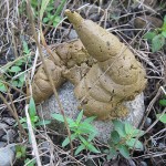 Sal neatly deposits his statement on top of a rock on the side of the highway.