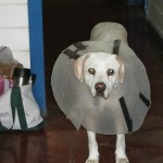 Sal, the conehead, visiting Macho's farm