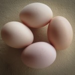 Fresh eggs from the girls... Yum...
