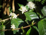 Coffee Flowers on the farm