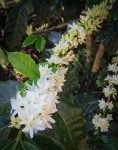 Coffee Flowers on the farm