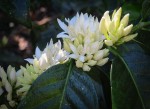 Coffee Flowers on the farm