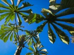 Cecropia tree