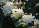 Coffee Flowers on the farm