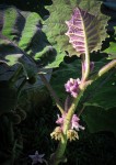 Naranjilla