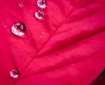 Poinsettia leaf