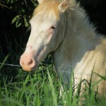 Visiting horse from the neighbor's farm--we have good grass man!