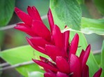 Flower on the farm