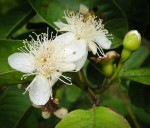 Guava flower on the farm