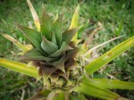 Pineapple (that Baboo ate!)