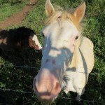 Visiting horses from the neighbor's farm--we have good grass man!