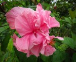 Flower on the farm