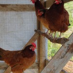 The girls hanging out.