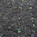 New sprouts in the garden.