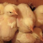 Baby chicks--less than 1 week old.