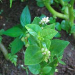 Spinach