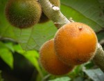 Naranjilla