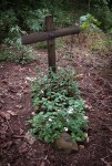 Sal's Grave