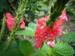 Flower on the farm
