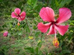 Flower on the farm