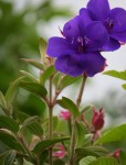 Flower on the farm