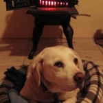 Sal warming his bottom on a damp night in front of the wood stove.