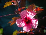 Hibiscus Flower on the farm