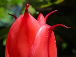 Flower on the farm