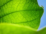 Leaf