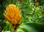 Flower on the farm