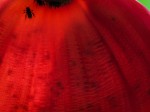 Banana Flower with Fly