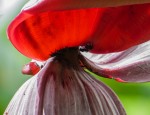 Banana Flower with Fly